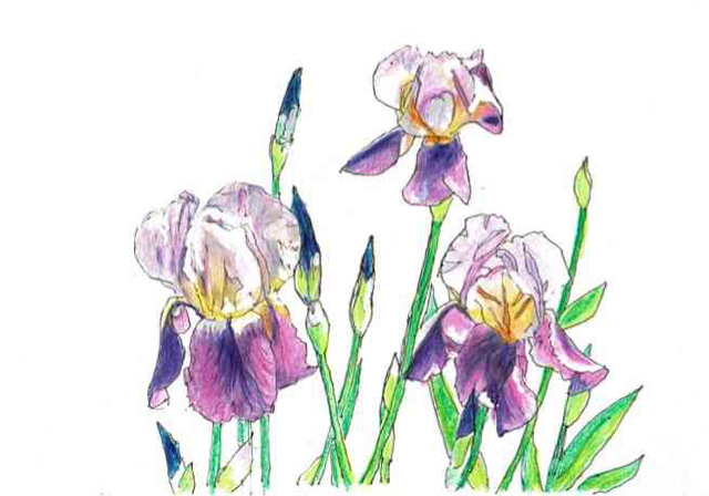 水彩画風スケッチ・ジャーマンアイリスの見事な花が咲いた: 円空仏など 