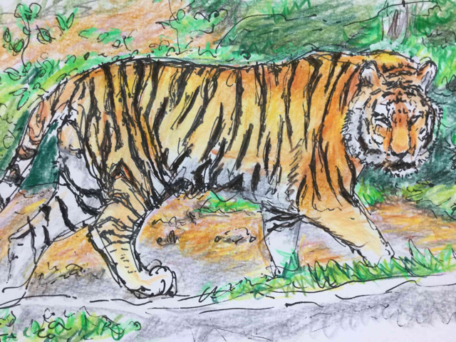 動物画スケッチ・絶滅種にある虎(トラ)・タイガー: 円空仏などの彫刻や 